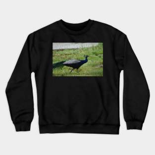 Peacock Crewneck Sweatshirt